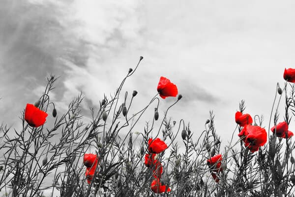 red poppy flowers
