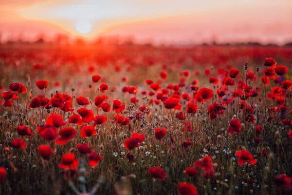 red poppy flowers